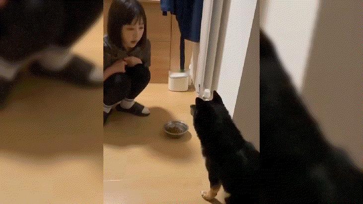 狗子:你不夹我就不吃！