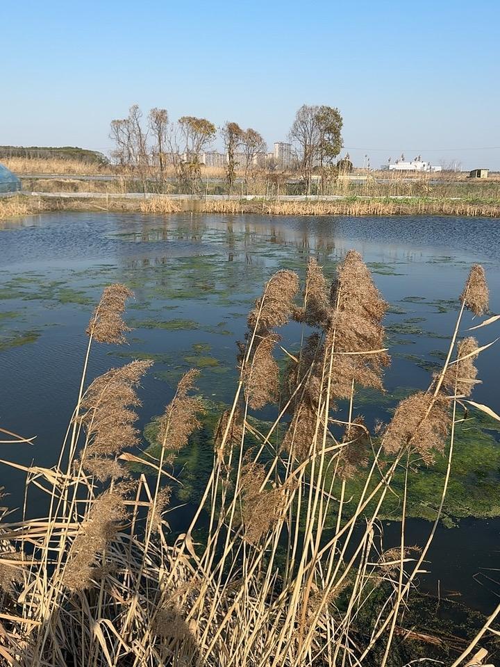 分享你随手拍的风景乡野清风起，芦苇摇碎一池波光，心归田园慢时光。