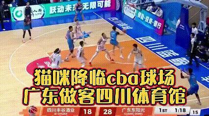 广东和四川比赛被一只猫打断！
首节比赛，一只猫窜进场地，裁判果断吹停比赛，随着全
