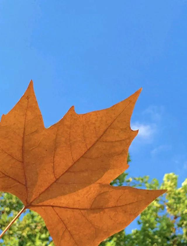 七律•秋叶之殇
老叶逢秋早泛黄，
枝头摇曳惜流光。
何期暗夜追风落，
不想韶华入