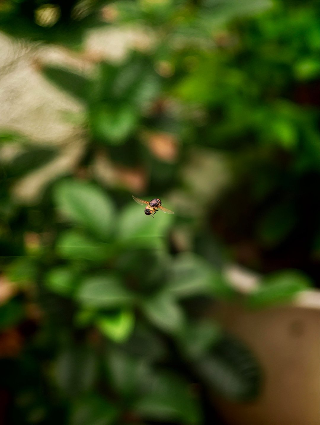 阿耀这个抓拍加上AI超清，效果还是可以的。一只飞着的果蝇，一只在动，而且很小。直