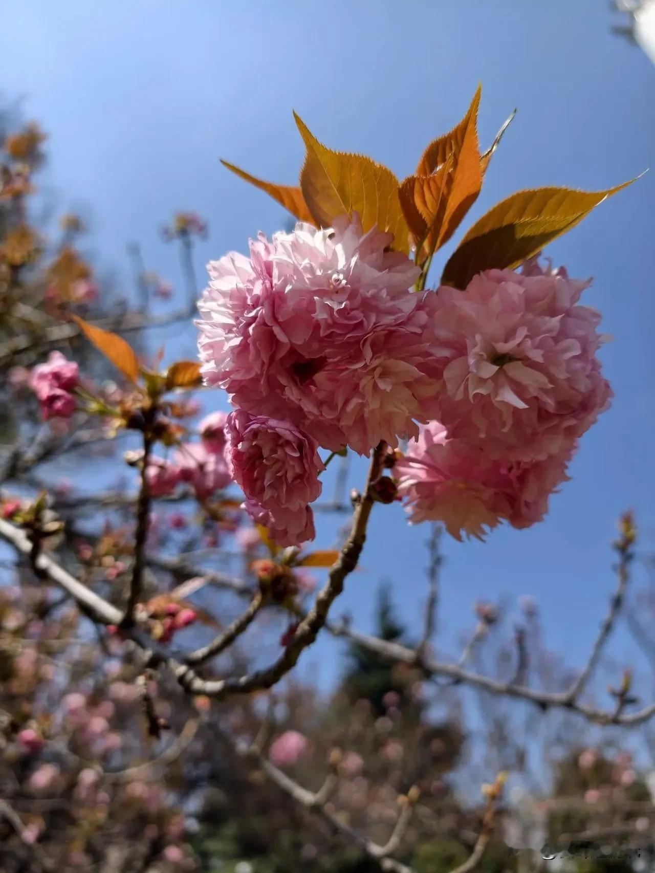 曲靖龙潭公园樱花开了!
走进公园，春天的气息朴面而来。樱花园有不少在拍照，几位少