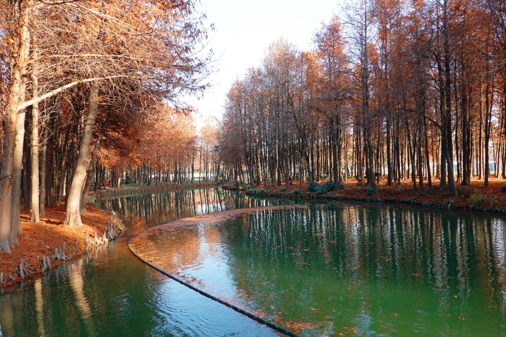 上海浦东五座环上公园元旦开放，有一座成为新晋“网红”