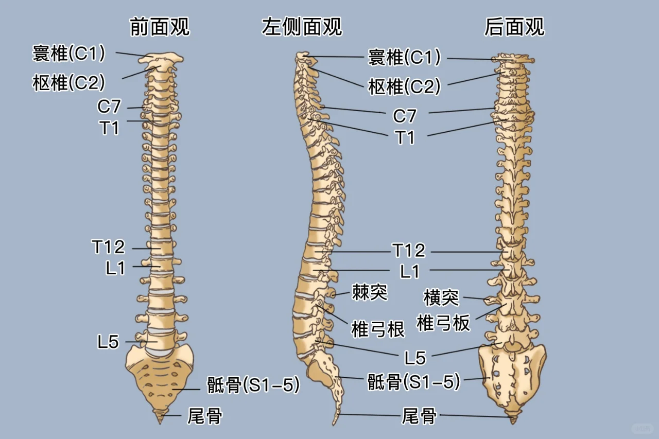 脊柱解剖图