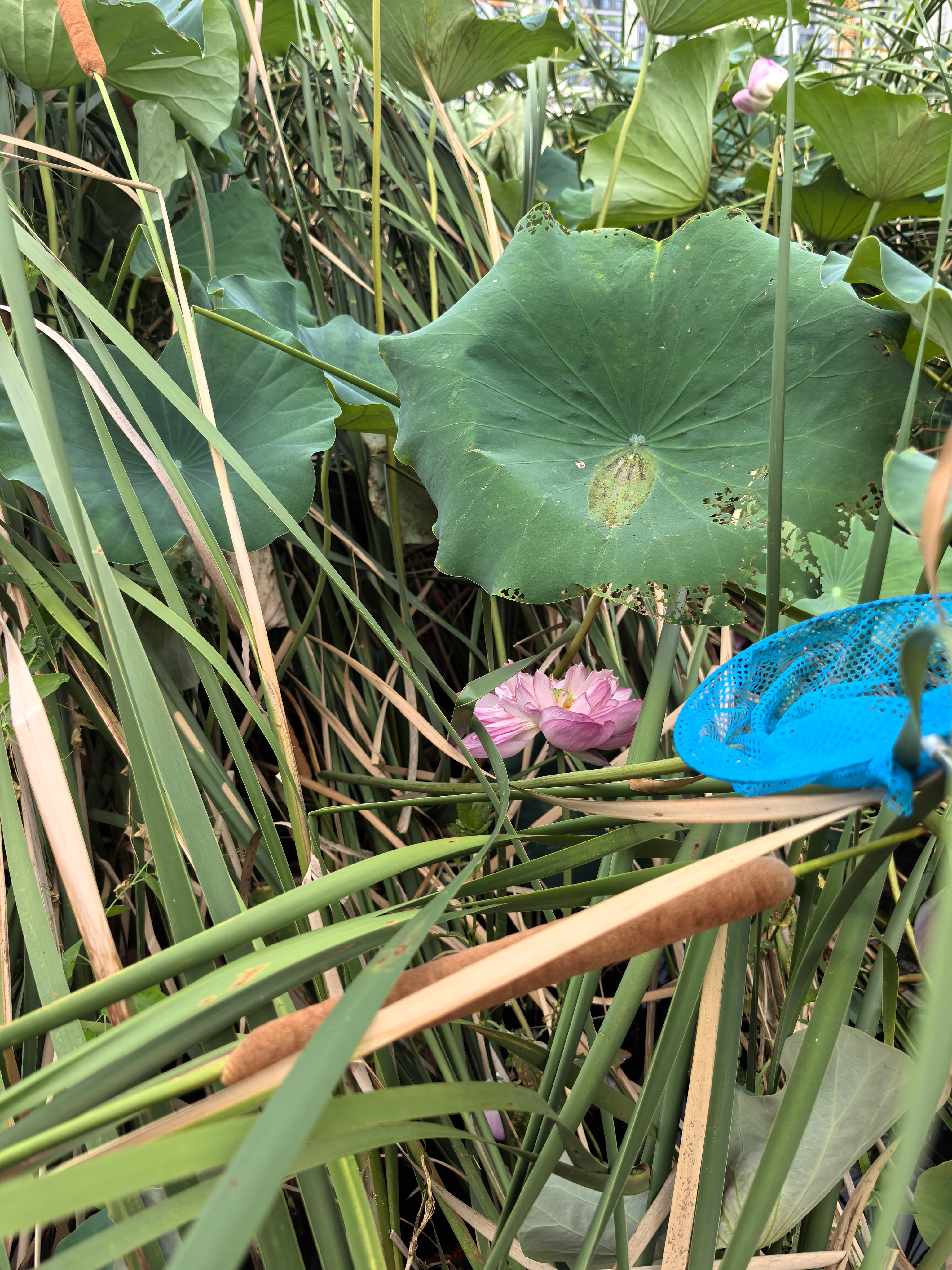 医院小湖里的莲之花