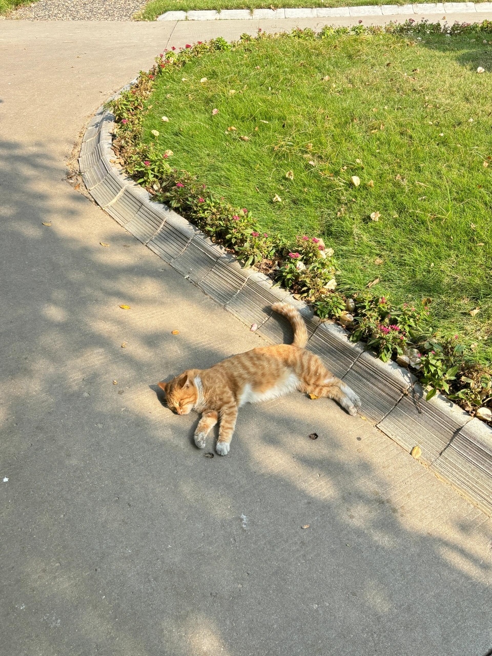 intj猫，直接开启随地大小睡模式 ​​​