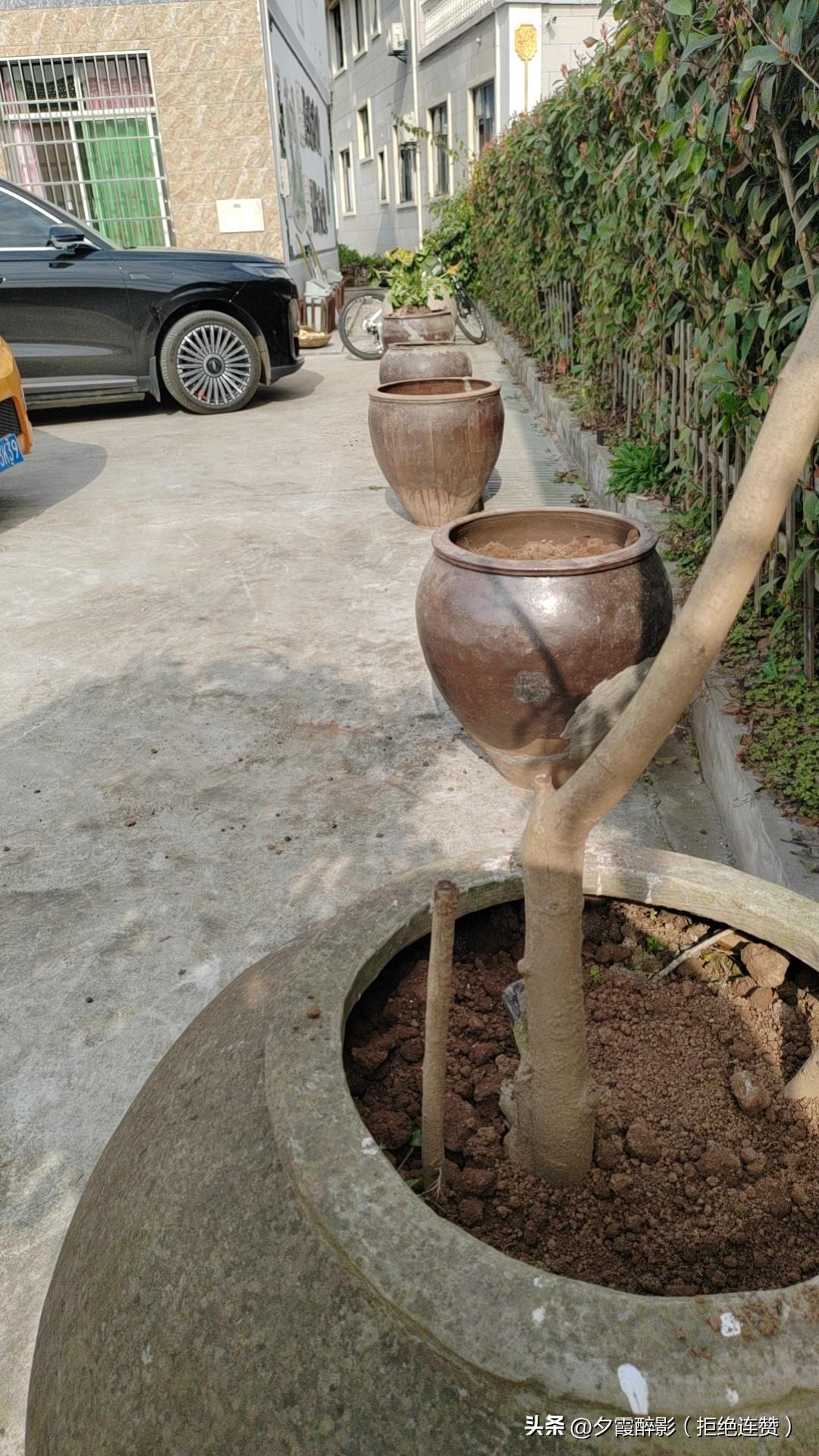 今天，拆老房子拆出十几口老瓦缸，舍不得扔，全摆院子两边，准备打造成中式花缸景观。