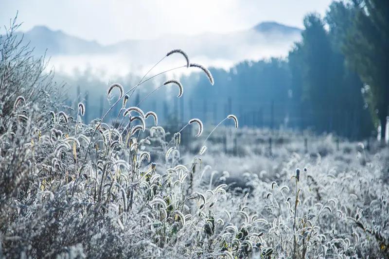 洒脱咖啡0Zz的这副对联实在是妙极了！“霜欺百草，昨日繁华如烟散”，寒霜凛冽，肆