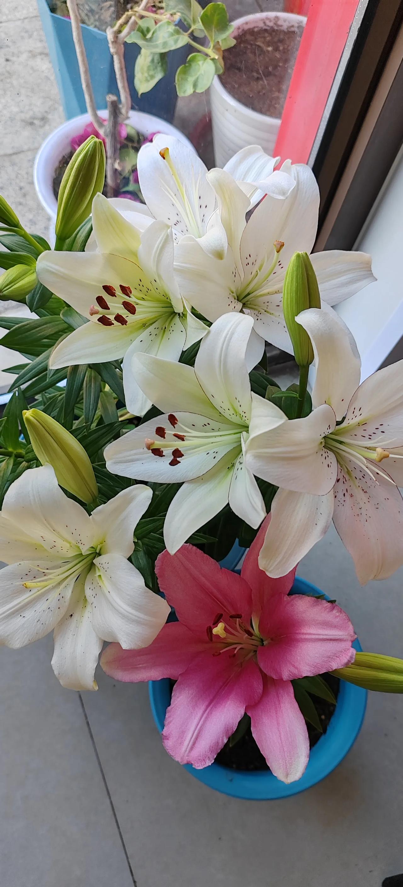 种百合从三月份开始，选盆，买种球。挑土壤。然后就是按时浇水。一直到了六月份，才开