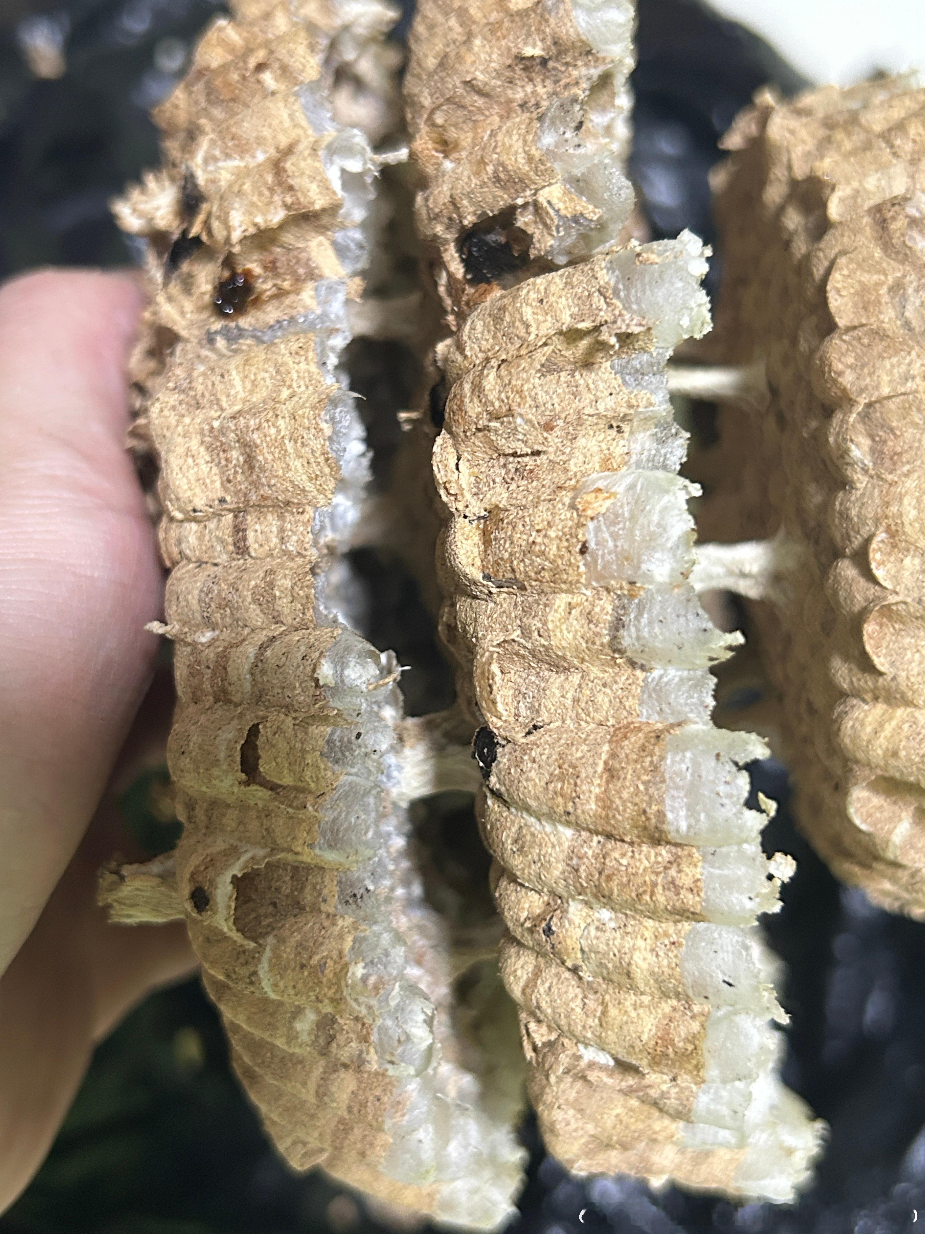 协助消防队掏了一下胡蜂巢，看了一下里面的蛹，还是黄脚胡蜂的天气热了胡蜂活跃，如果