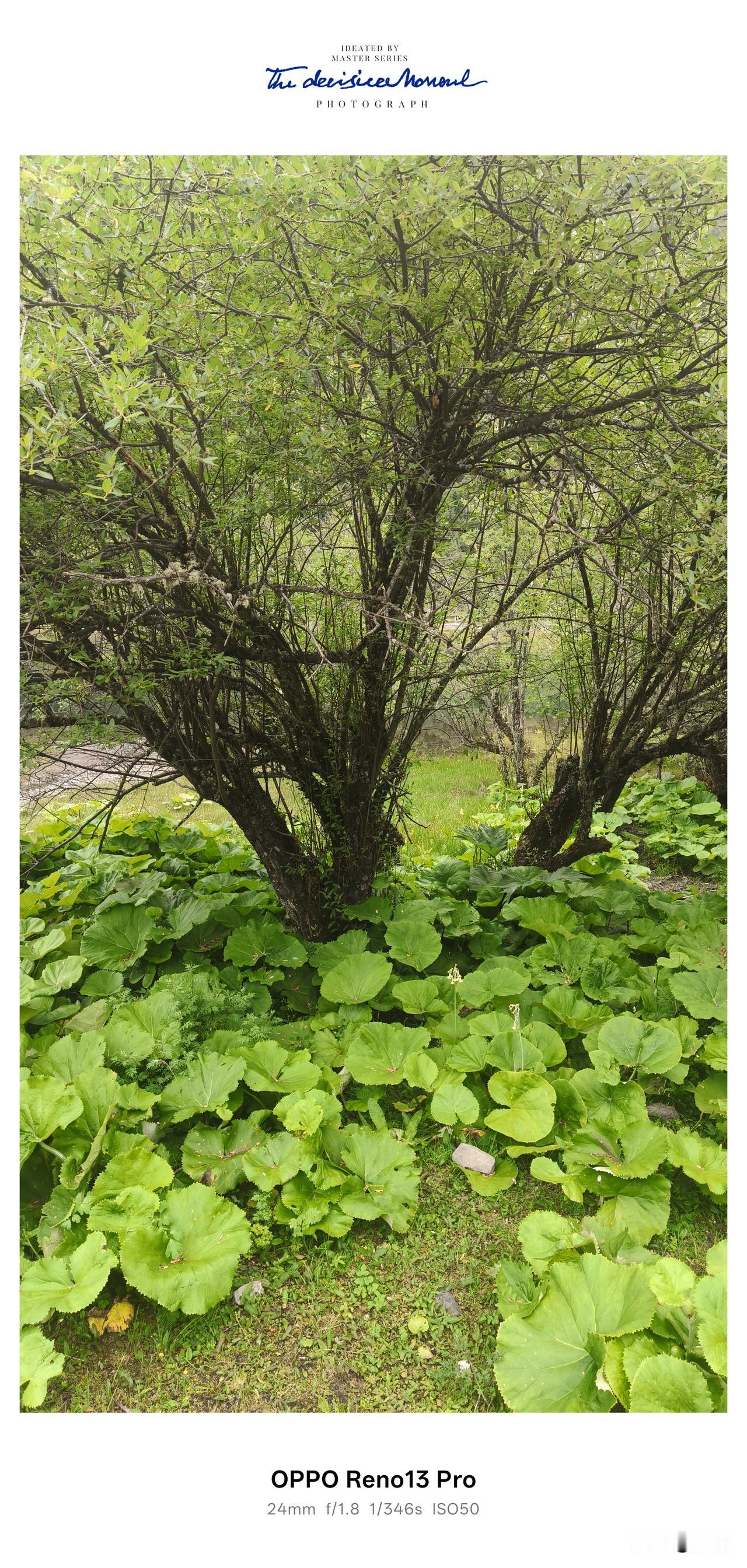 自驾四姑娘山长坪沟徒步，走进原始森林，瞬间被满地宽大绿叶吸引住了。整片林下铺满这