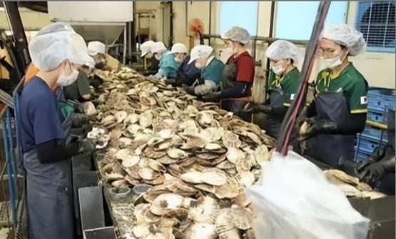 日本排放核水后，奇怪的事发生了：刚开始各国对海鲜避之不及，如今3年过去，核水已污