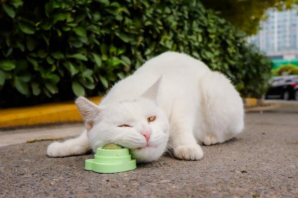 #分享你最喜欢的一张猫咪的照片#
#猫图怪盗#
嘿嘿~
可爱的小猫咪~
这只是个