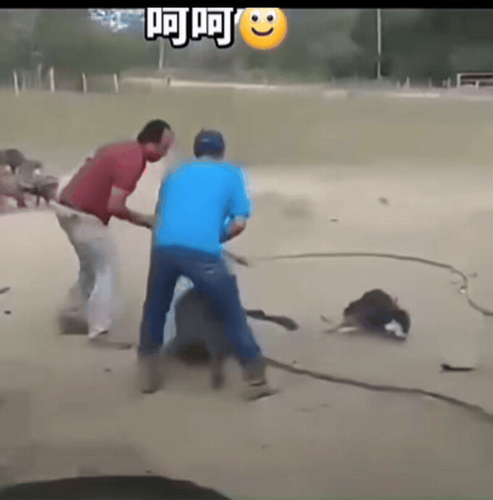 本想打猪，狗来加戏；一棍双雕，猪狗同懵；哥俩傻眼！