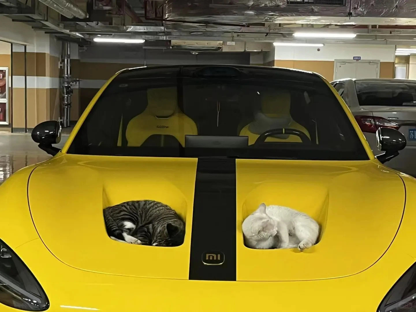 不er…也没人告诉我买小米送猫窝啊[酸]（图片来源网络） ​​​