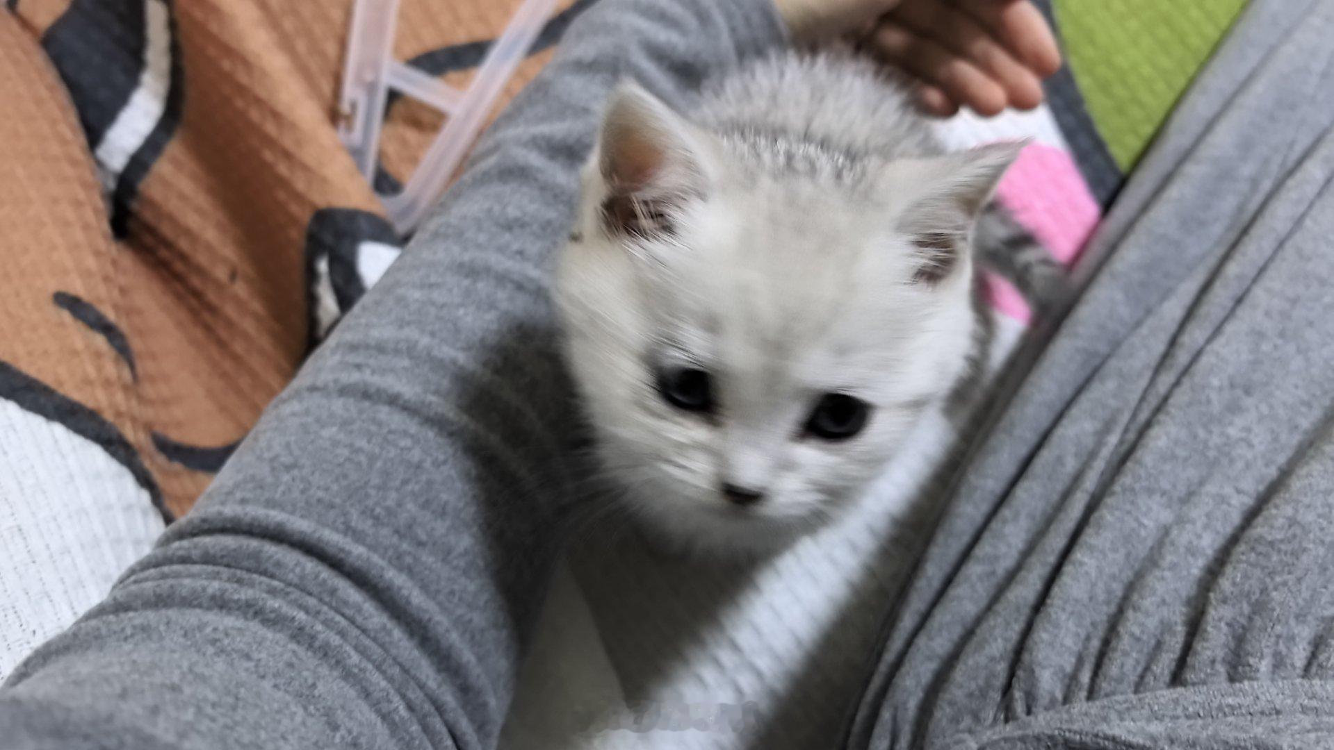 猫狗双全了[羞嗒嗒] 