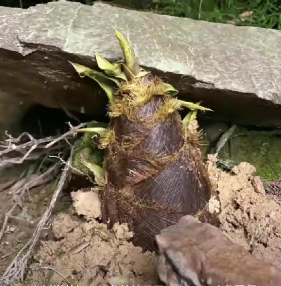 石板下的竹笋登人民日报！5天4夜蹲守，拍出最戳人的生命力量
 
这竹笋做梦都没想