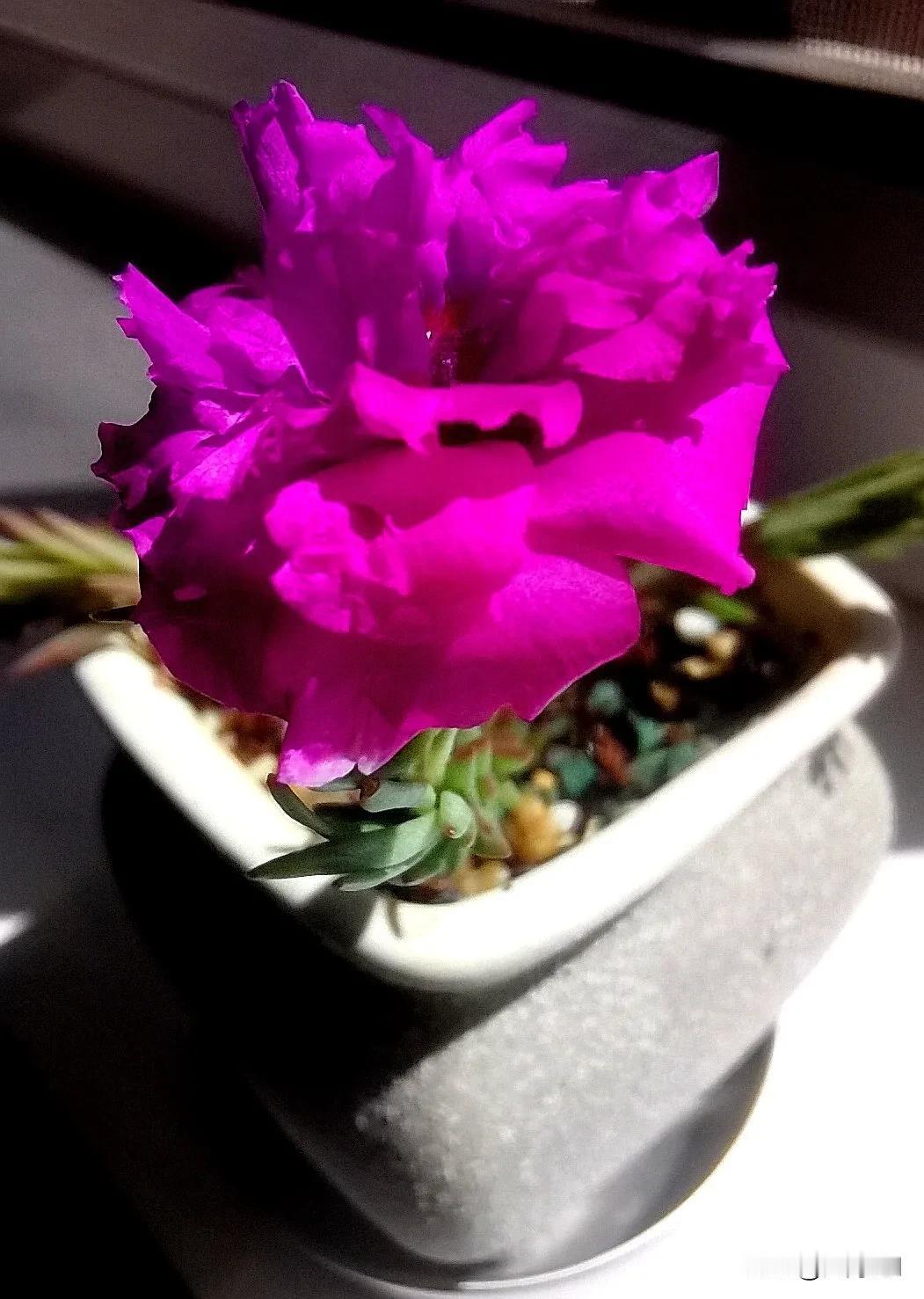 怒放的花朵（原创）
早上回来还是个小花苞 
到了中午已经全然盛开