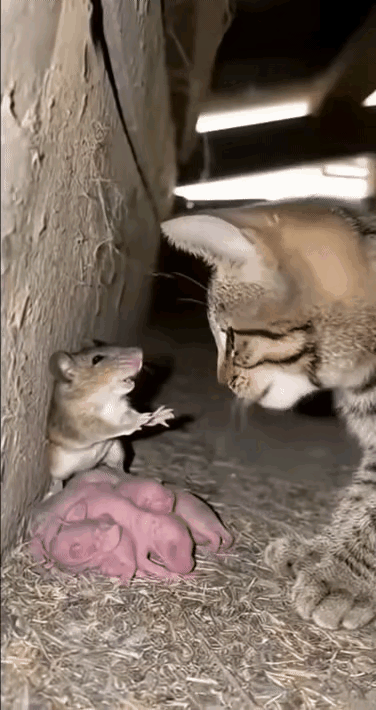 啥情况？？心软了？！🥲