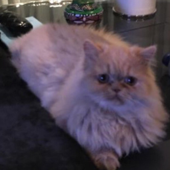 小咪是老迷的生日礼物🐱 ​​​