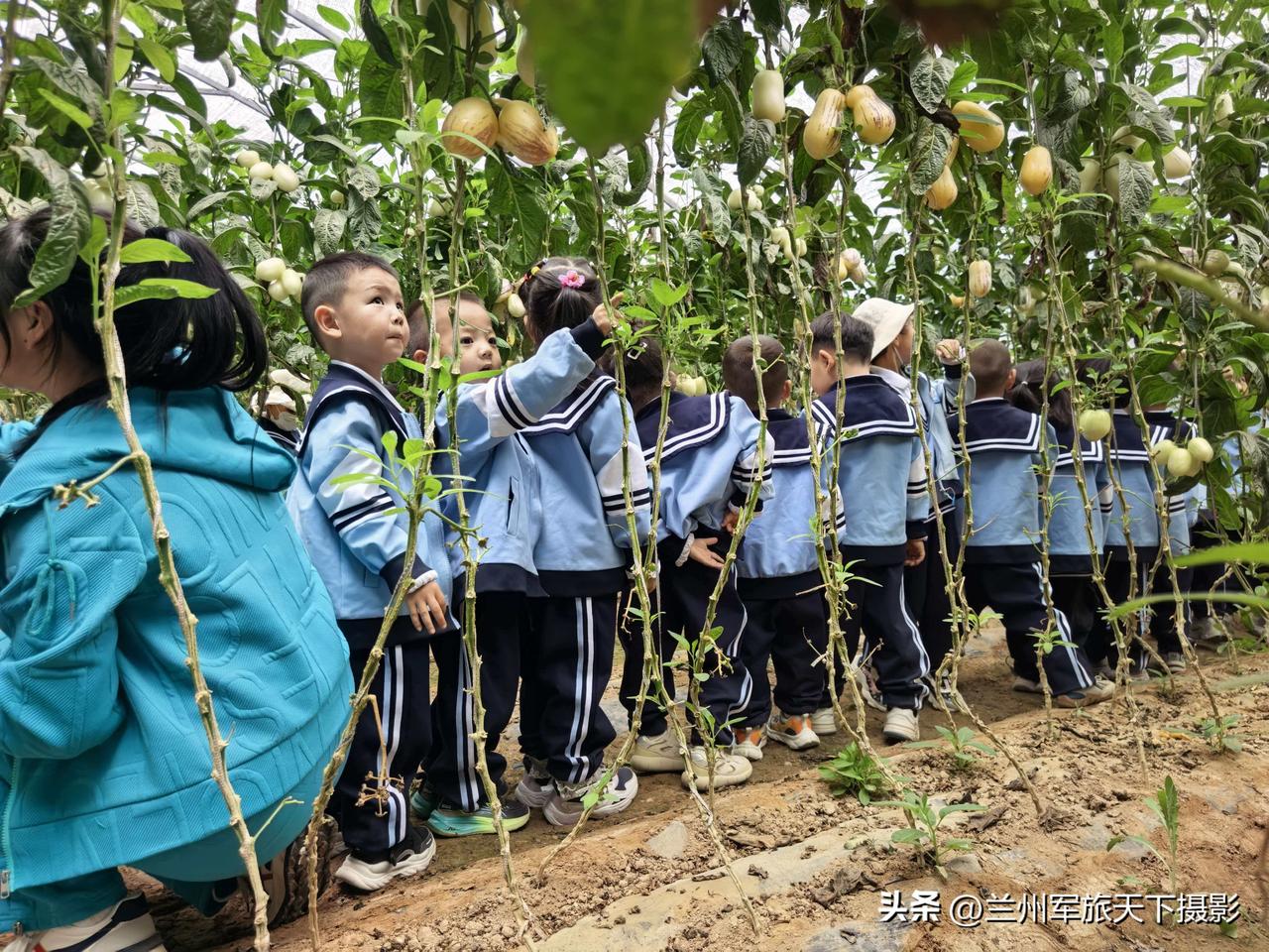 喜迎六一童趣浓: 安宁九合田园研学采摘热度攀升
 
六一儿童节临近，兰州市安宁区