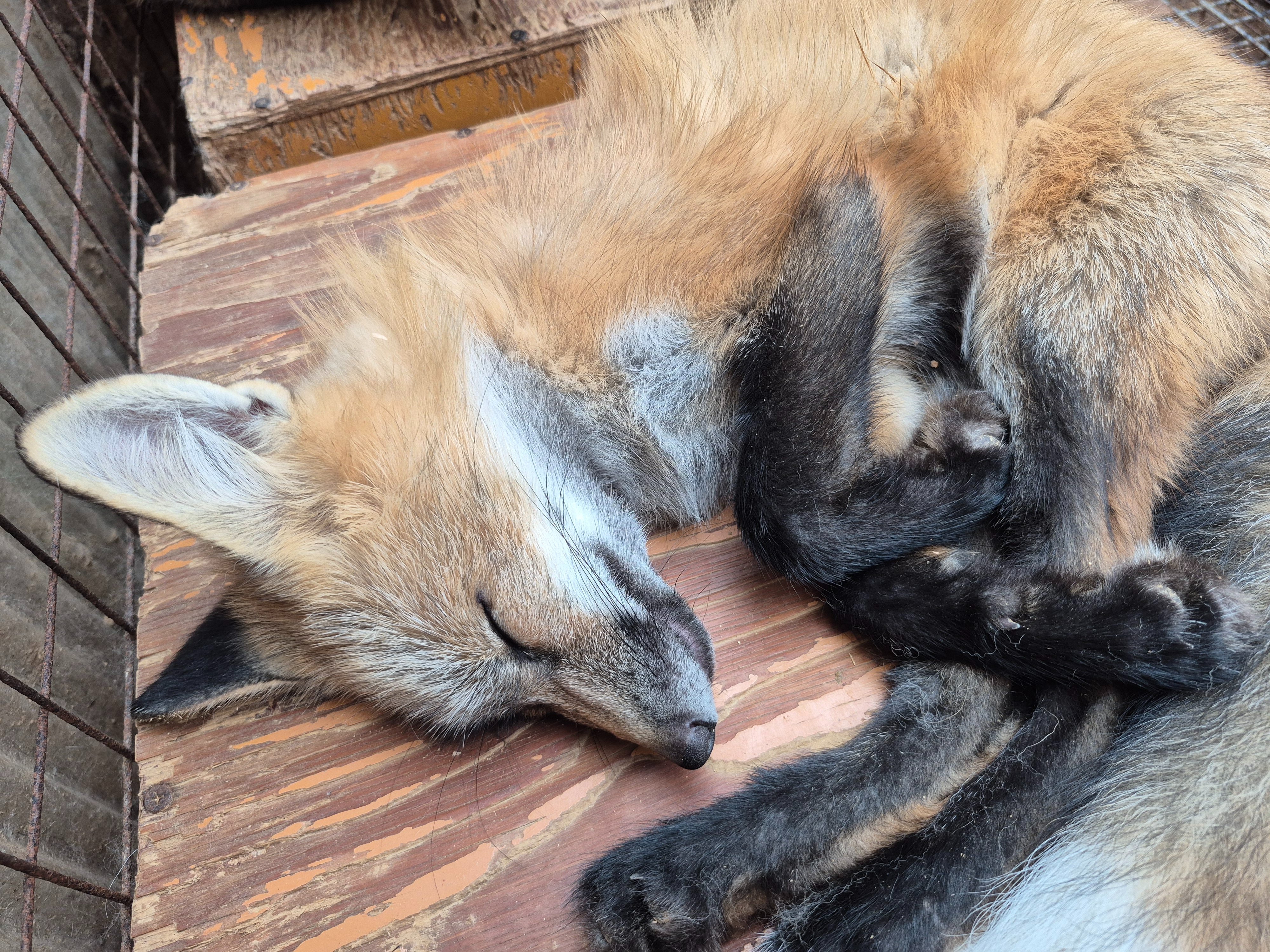 狐狸 狐狸村的宝宝睡迷糊了可爱的小手©️kon_fox_village 