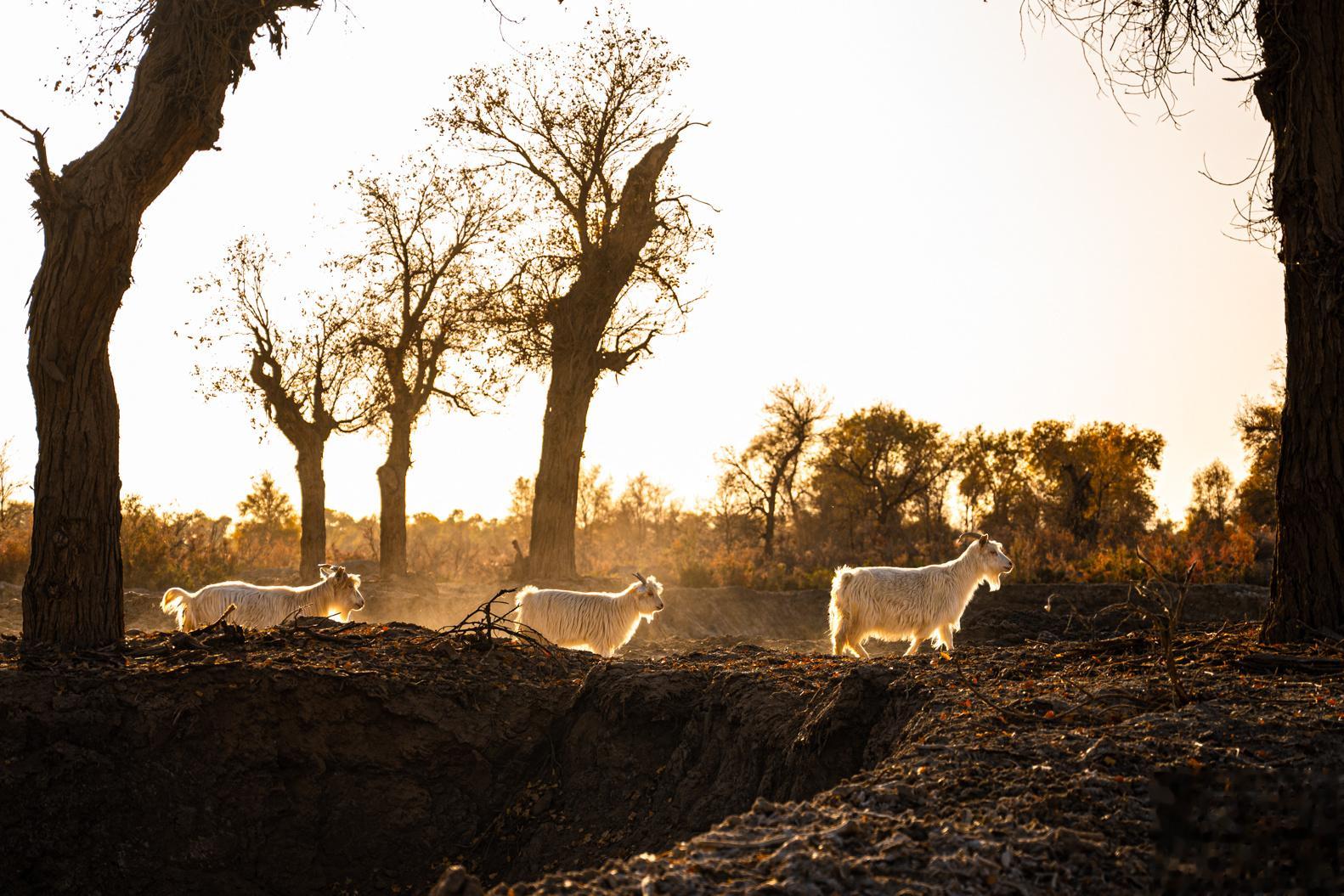 排排队 新疆｜阿克苏#大美新疆#  