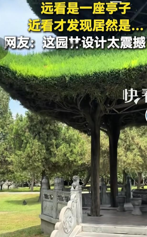 远看凉亭近看古树！河南太昊陵天然树亭火出圈
 
河南太昊陵一处奇景刷屏网络，远远