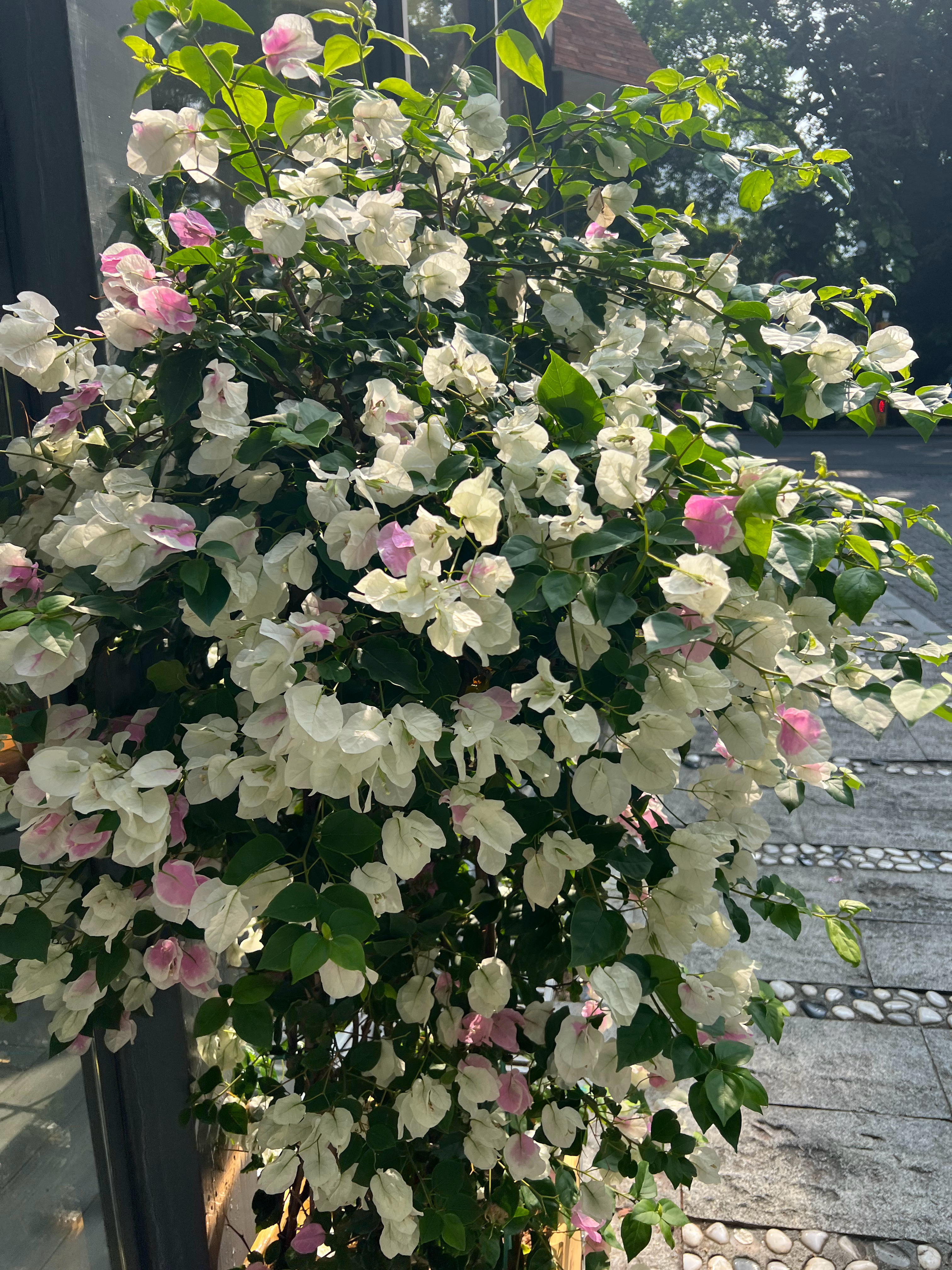 人只有在快乐的时候，运气才会变好。你越快乐，你的磁场频率就越高。真正的修行是让自