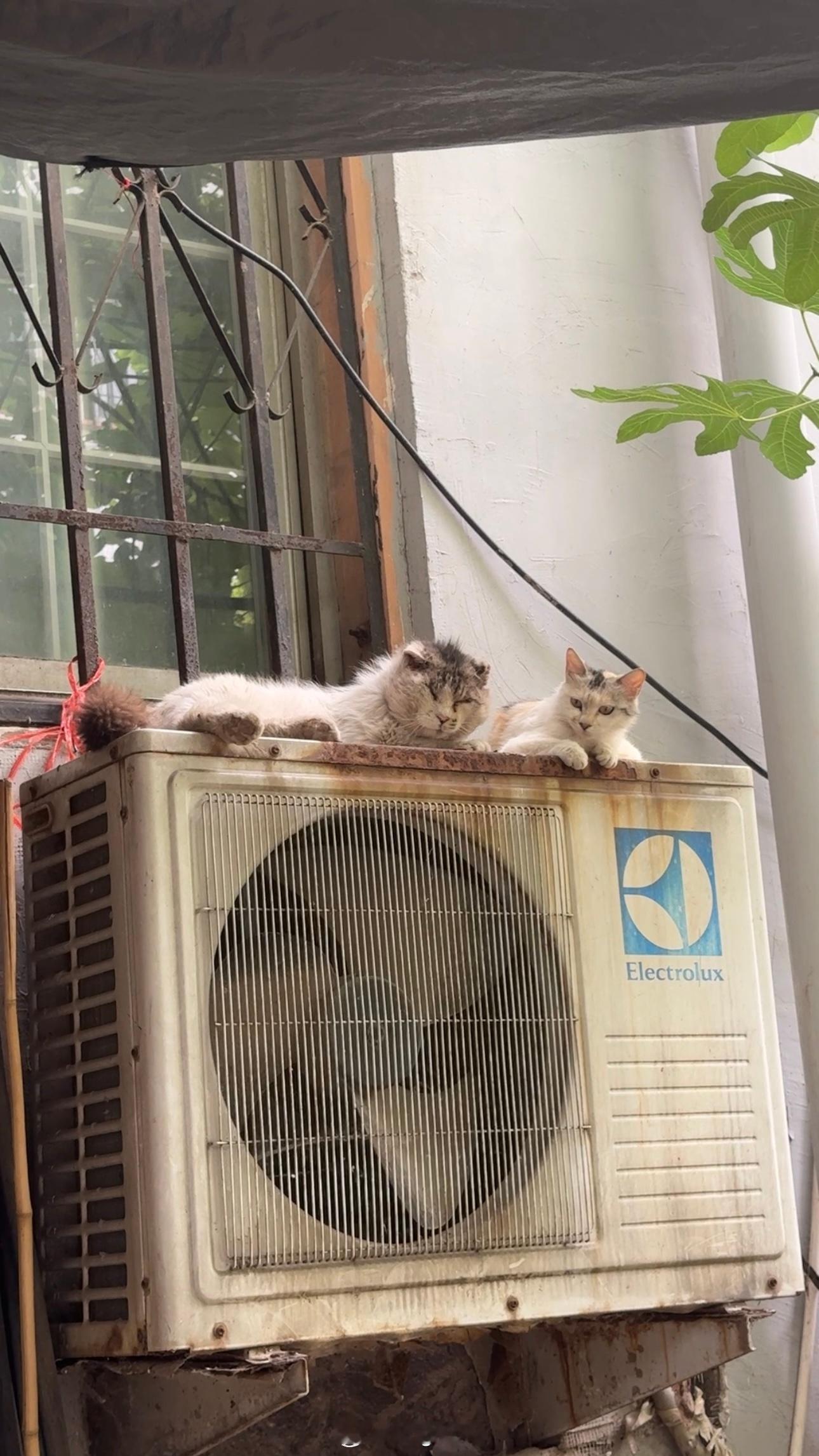 周六愉快早上好呀小白猫在车底下原来大长毛和浅色花猫是一对儿棚子上是它们的孩子这次
