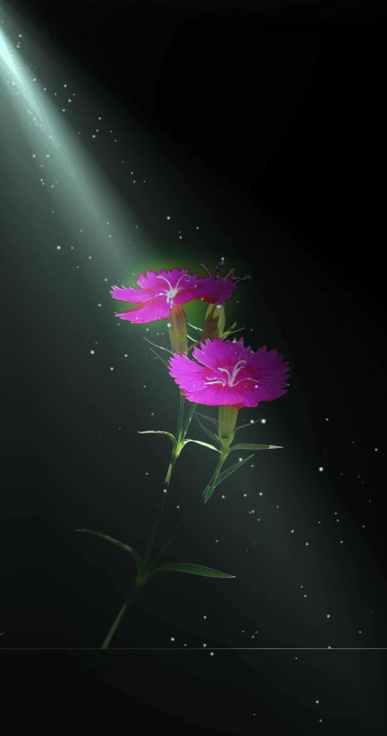 不如拈花笑一笑。拍花治愈系 独自芬芳的野花 拍花艺术 黑背景下的花朵