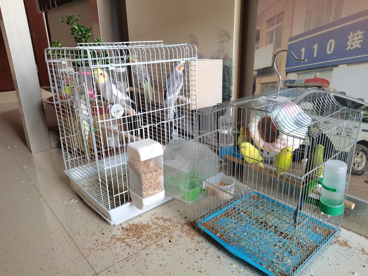 你们认得这些小鸟的名字吗？像领雀嘴鹎，它是中国特有种，体长17 - 21厘米，广