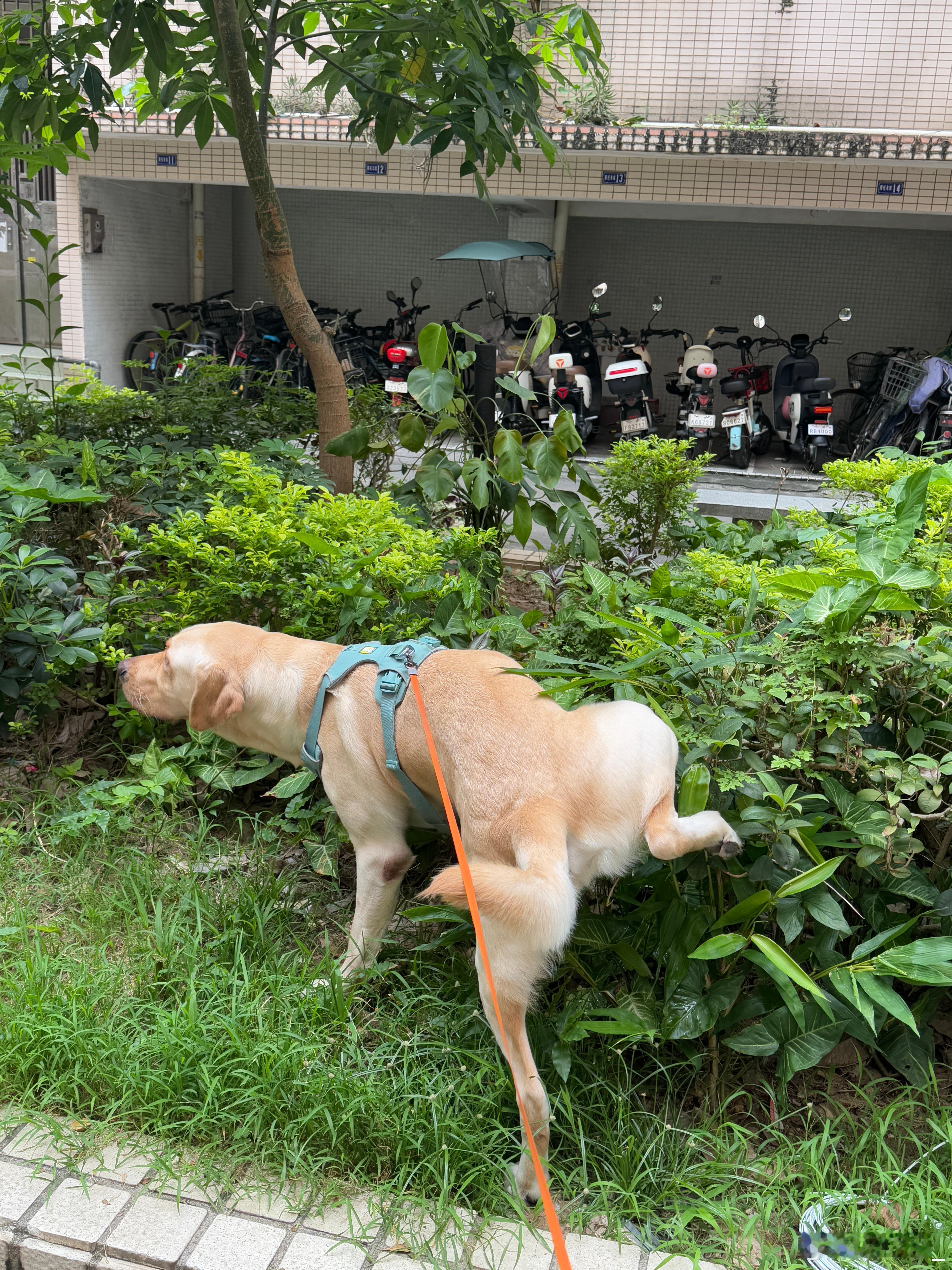 回家第一件事，遛狗一开门就被热烈迎接的感觉真好[抱一抱]然后还没高兴多久马上下楼