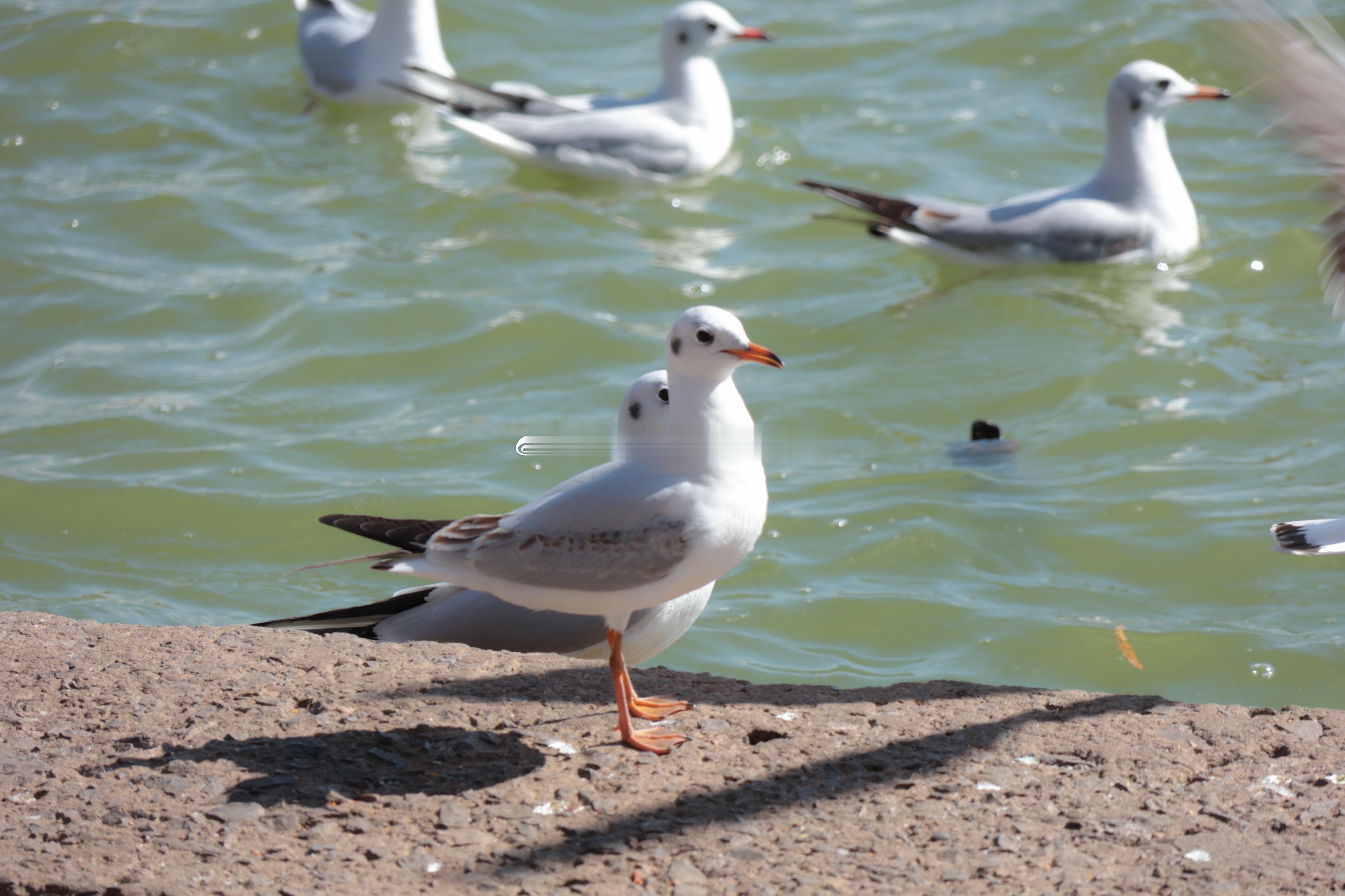也算是大鹏展翅了一把了。 昆明·滇池海埂公园