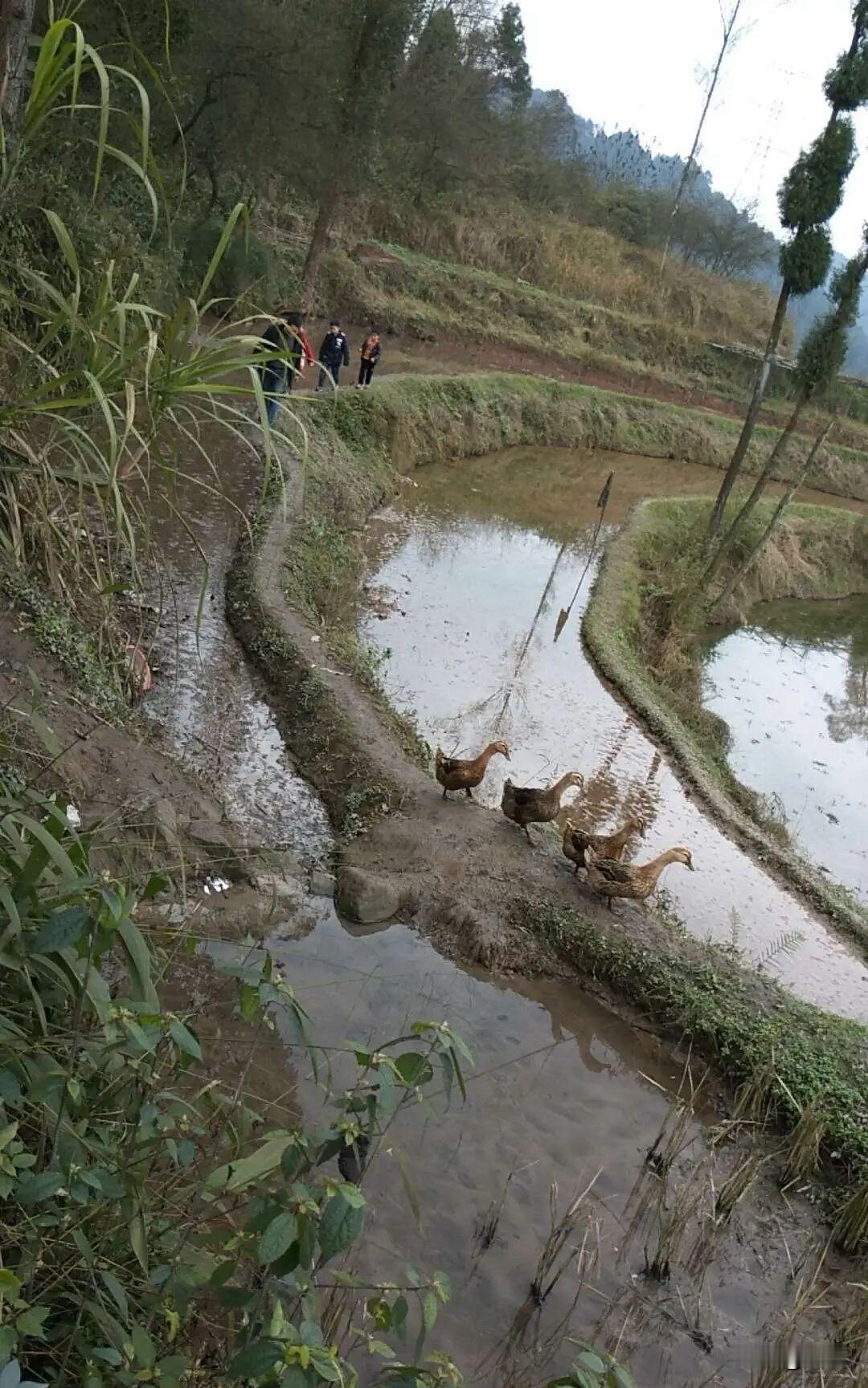 这张照片，是我老公回家拍的，画面清晰，也很治愈。

你看，层叠山野农田，清水绕田