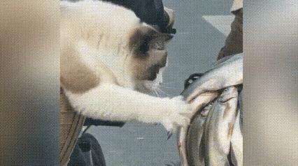 谁能想到一只小猫咪，居然把“社牛”和“怂”演绎得淋漓尽致！
 
网友出门遛猫等红