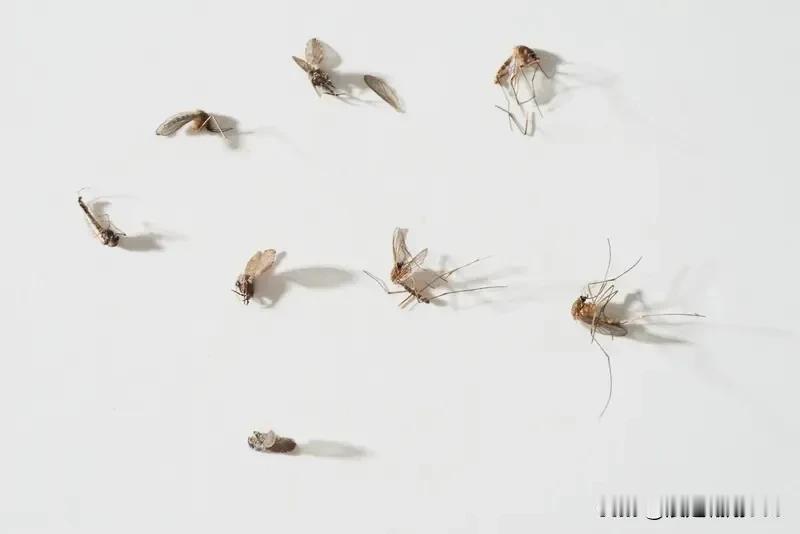 关灯蚊子嗡嗡叫，开灯却神秘消失？科学解释来了，三招终结夏夜骚扰！
夏夜闷热，你刚