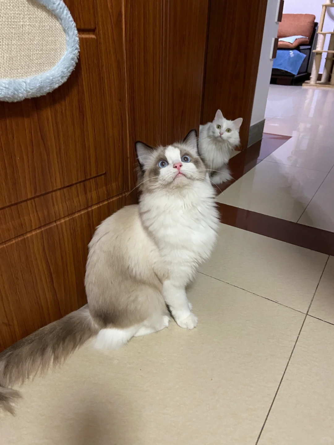 单纯晒个猫