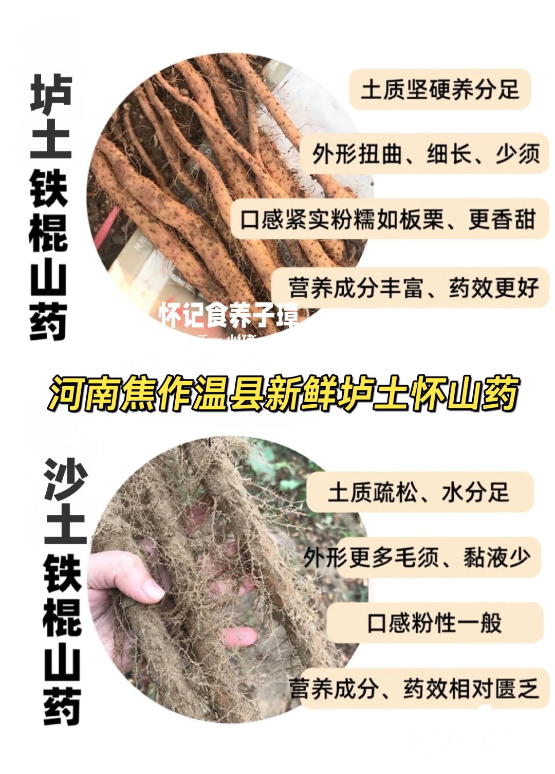 秋冬多吃垆土铁棍山药，看这一篇就够！