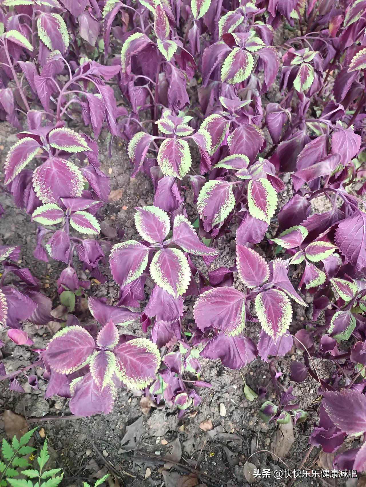 夏日生活打卡季很怪的花儿，头一次见，有知道这是什么的朋友吗？