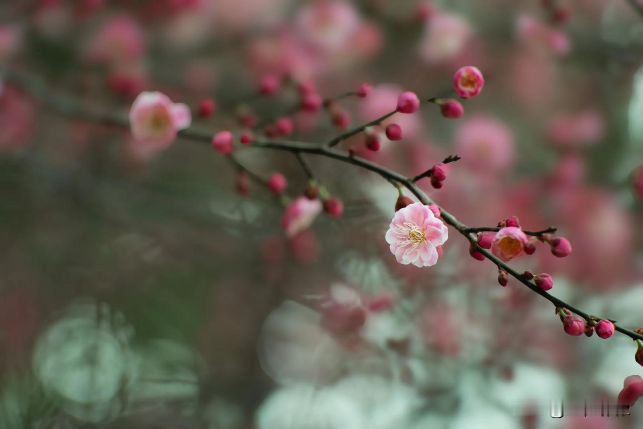 立春了 梅花开了，可以出门拍梅花了。