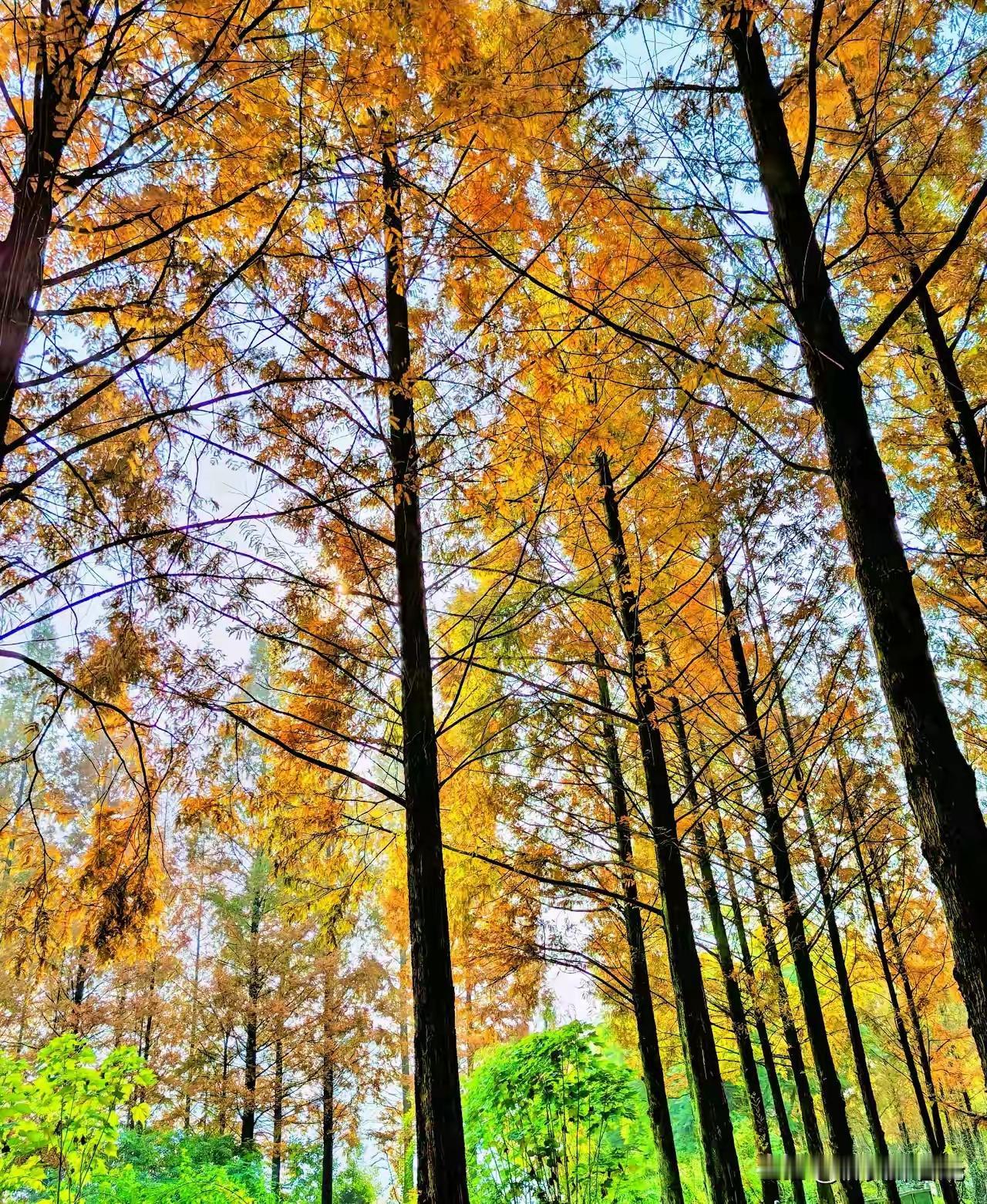 成都的冬天居然还有这么美的树景，让人打开了心扉！
正是因为成都的气候环境温润宜人