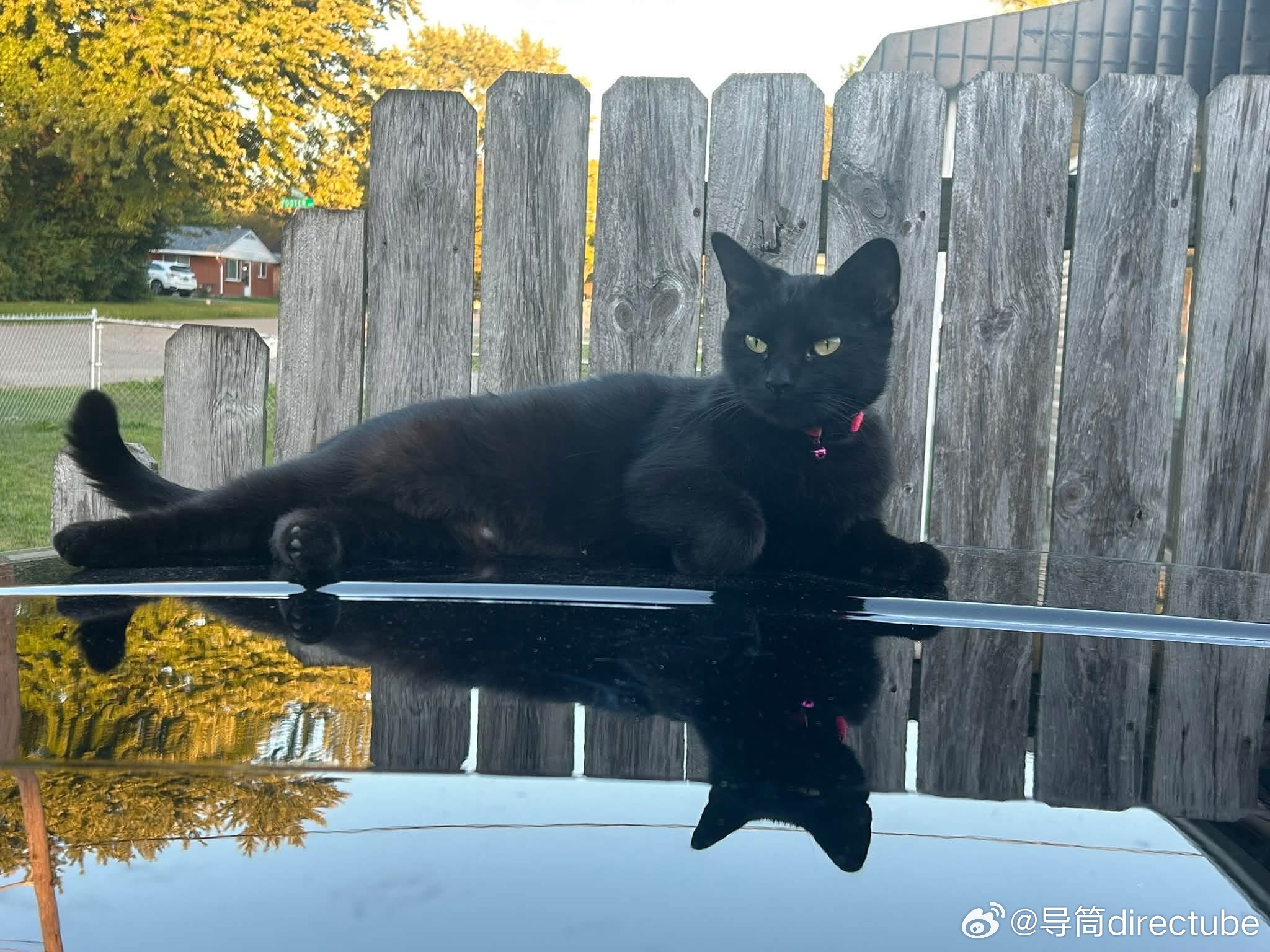 猫宁 ​​​