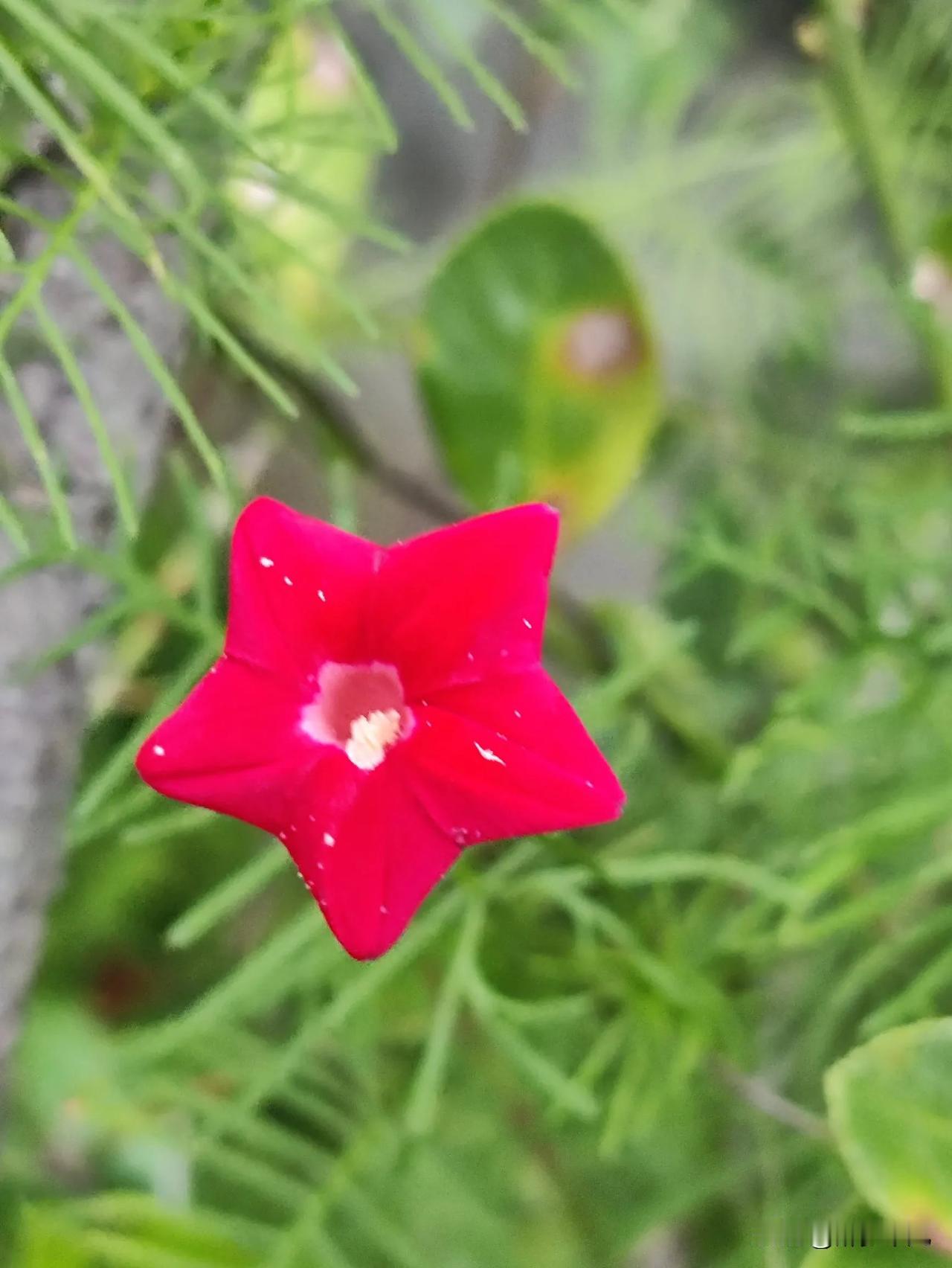 茑萝#记录我的9月生活# 
国庆快乐
五角星#野生植物随手拍#