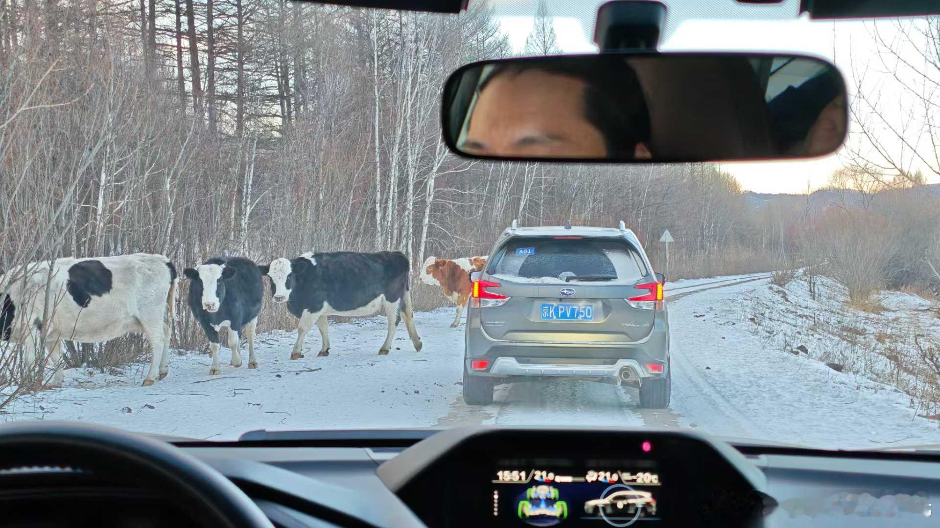 路途越艰难，风景就越美！冬天的大兴安岭太美了，时不时还有傻狍子和小狐狸从车边闪现