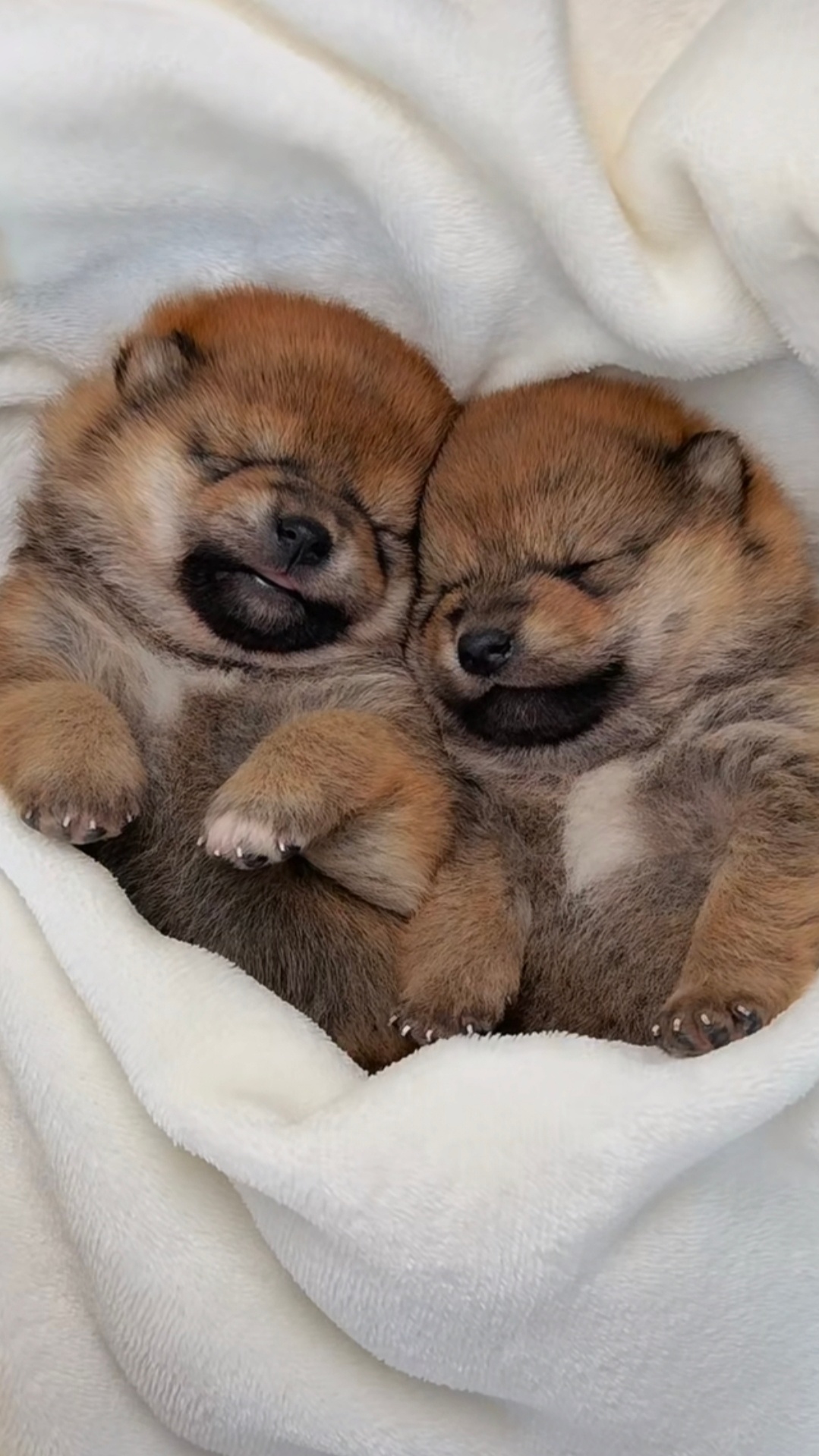 我家的小狗 被这对柴犬幼崽的“贴贴”治愈了整个春天看这毛茸茸的小团子，连睡觉都要