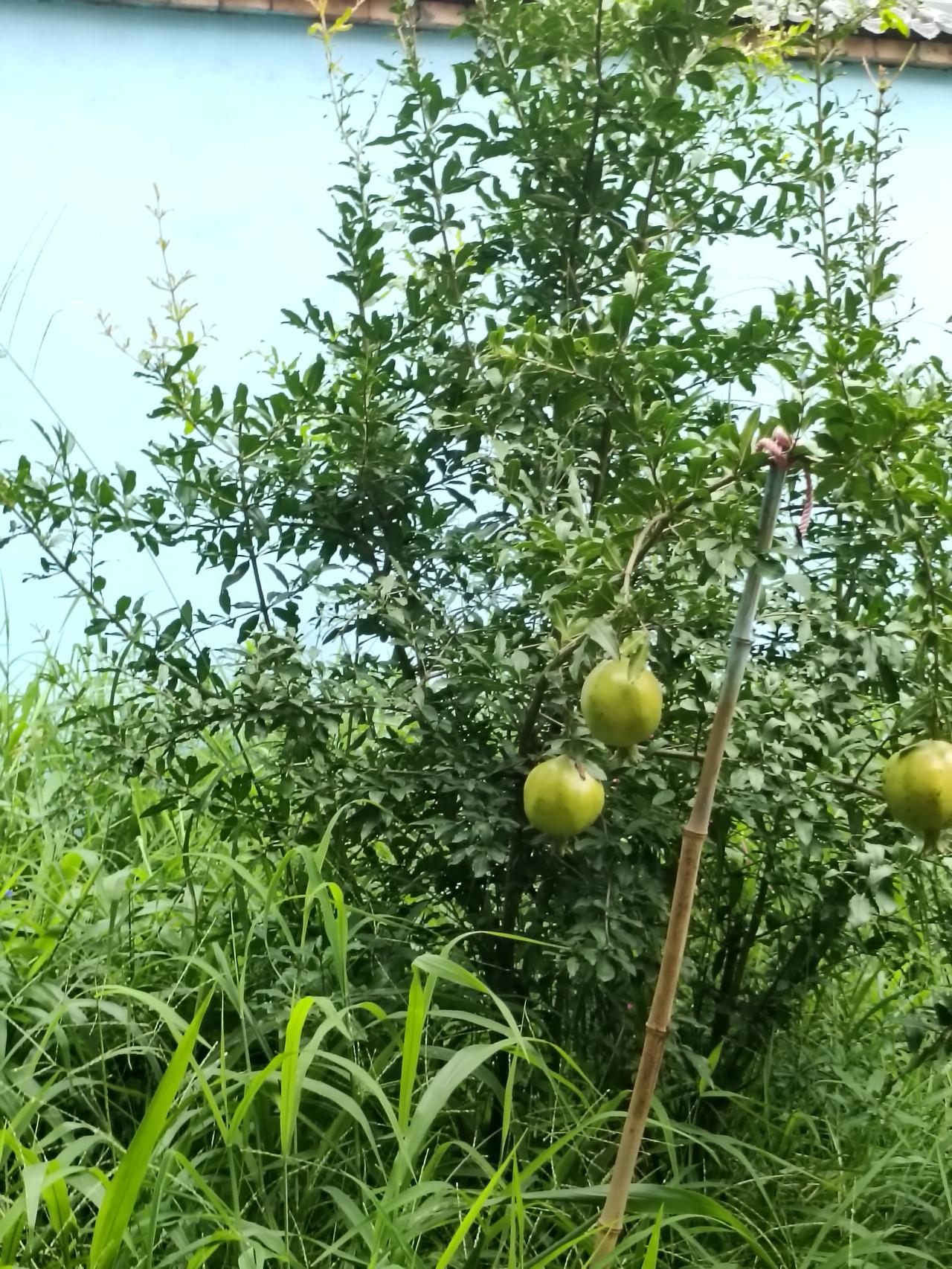 秋日生活打卡季小院石榴挂枝头，青果藏在绿叶间。竹竿撑着沉甸甸的枝桠，静待秋来慢慢