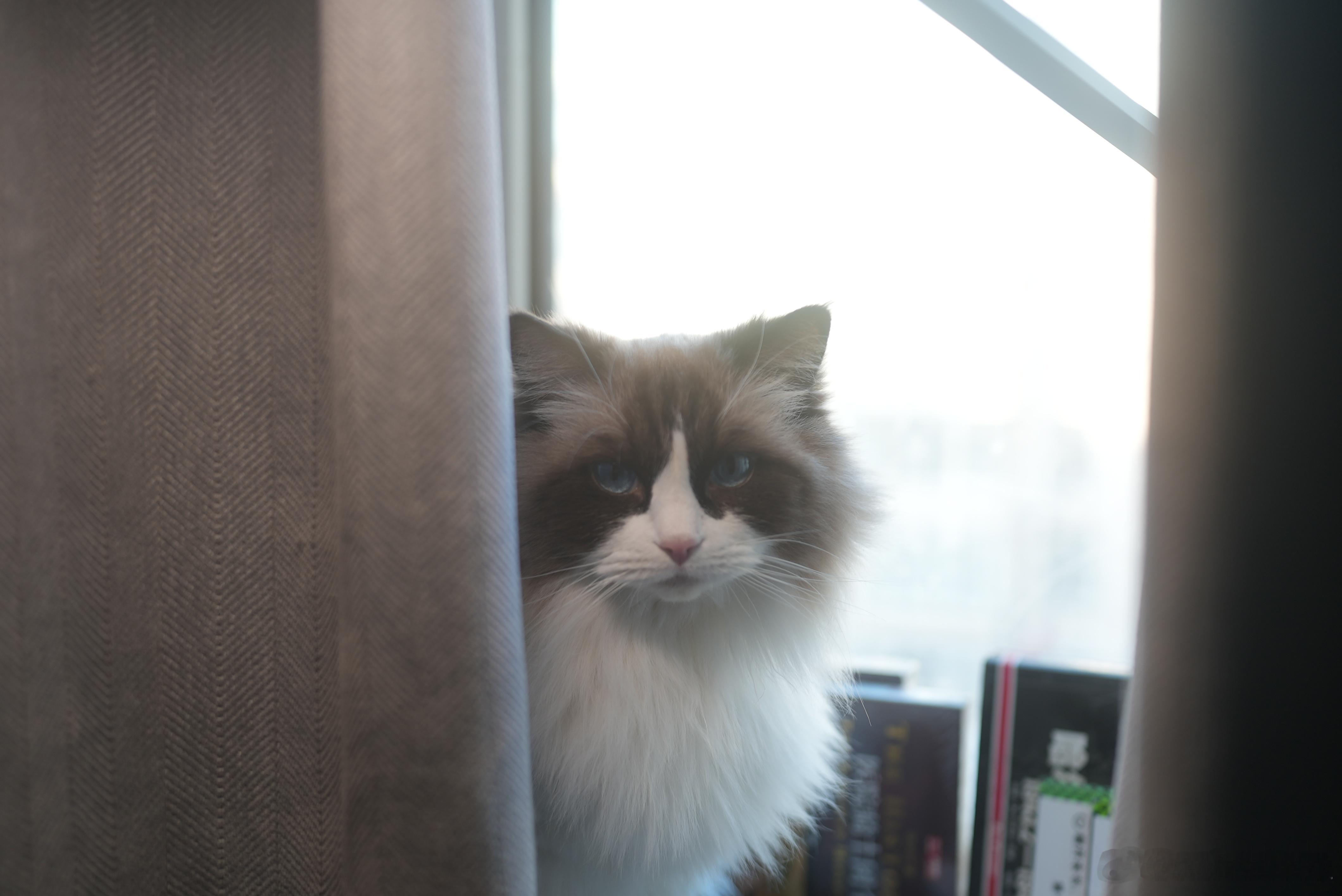 外表淑女，内心狂野 