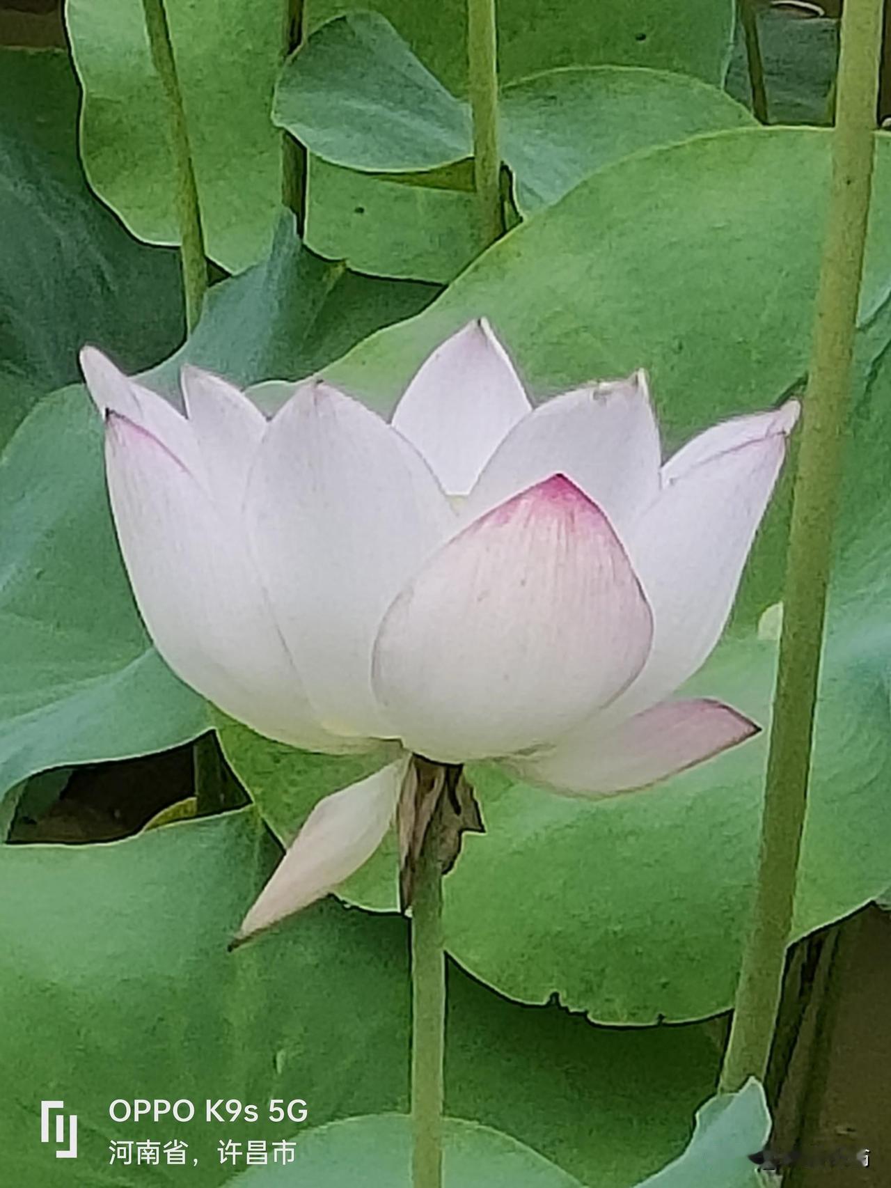 荷塘秀色

仙姿塘里卧青波
叶上莲花红似火
众娇水中争妩媚
微风吹得浪唱歌