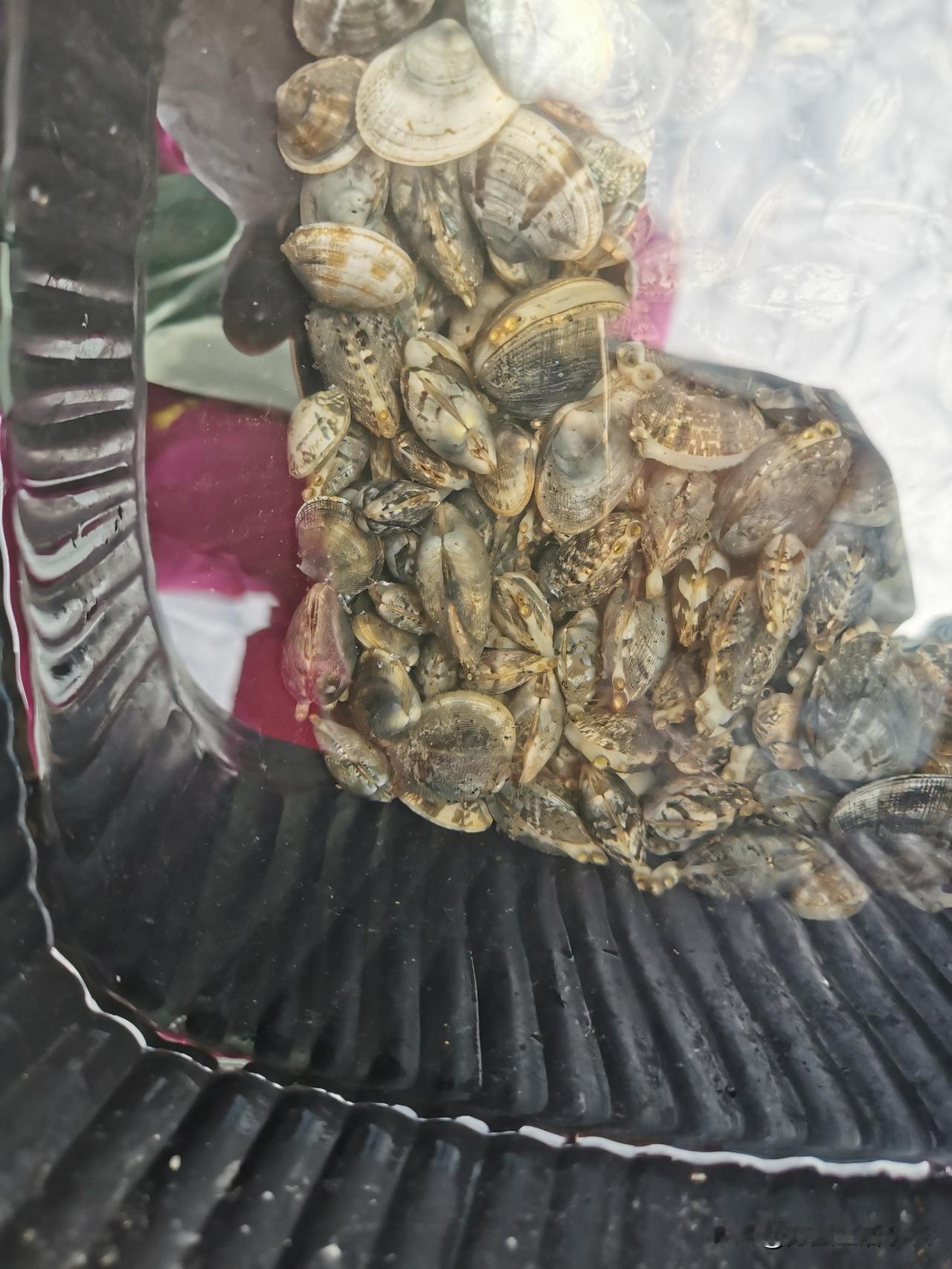 退大潮啦，海边一下子热闹起来。

不少游人赶过来赶海，挖蚶子、捡海螺、捉小螃蟹，